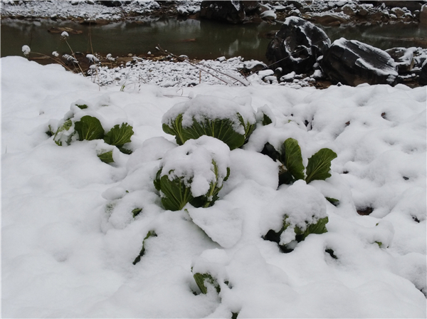 農(nóng)戶菜園里被雪淹沒的大白菜.jpg
