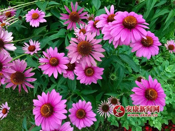 �������_�Ҹ���