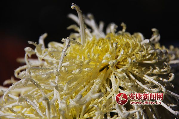 9ջʢ_(ki)ƢӭL(fng)ŭ׿ȻSٻͬcٻ(zhng)c(zhng)scĺɠ(zhng)G