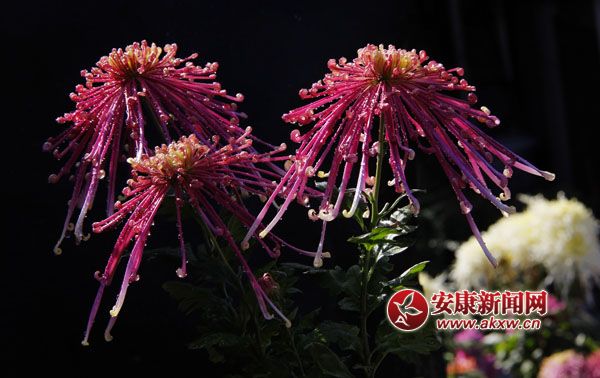 2ջʒɪL(fng)Џ׌cļ(ji)ˎ׷͜ɫջ_ûF\涷G׌pĐĿĕ